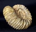 Pavlovia pavlovi (MICHALSKY 1890) - Bild &copy; FossNet FossilienStore